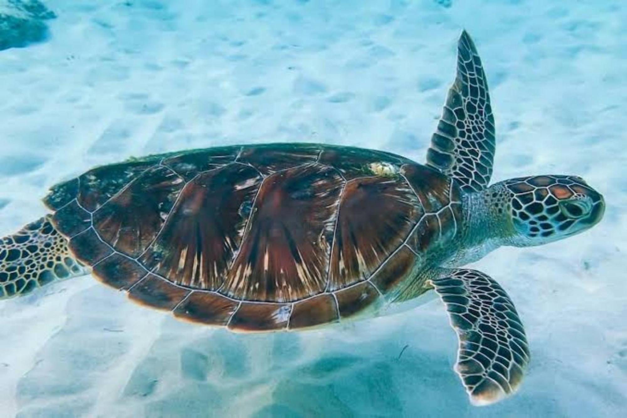 Gusung Indah Bungalow Gili Air Dış mekan fotoğraf